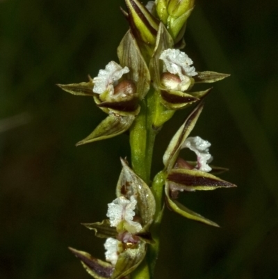 Prasophyllum australe