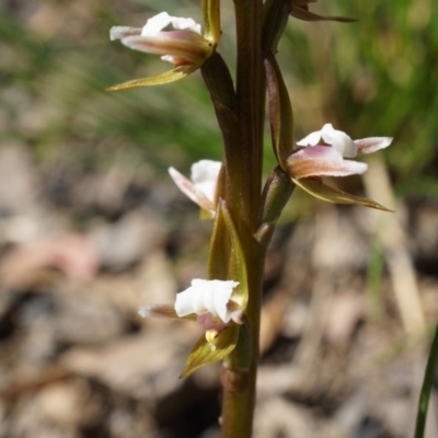 Prasophyllum brevilabre