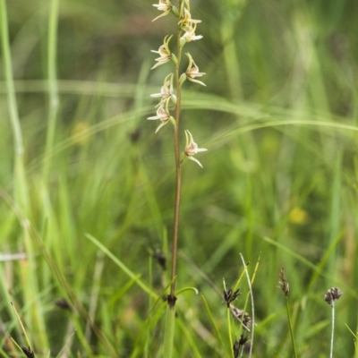 Prasophyllum canaliculatum