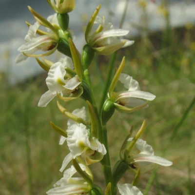 Prasophyllum candidum