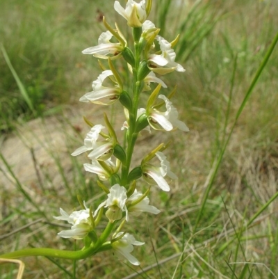 Prasophyllum candidum