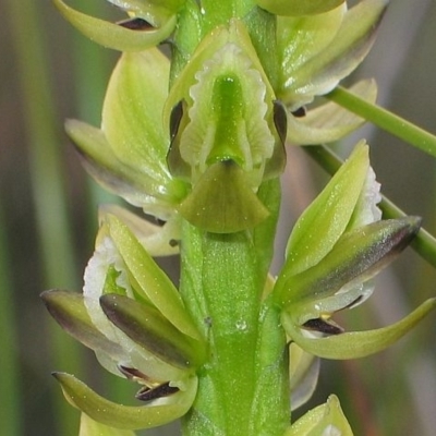 Prasophyllum elatum