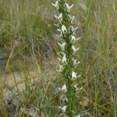 Prasophyllum odoratum