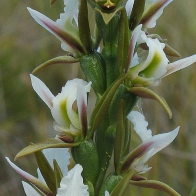 Prasophyllum odoratum
