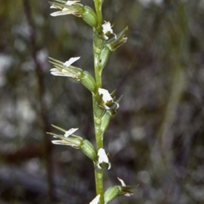 Prasophyllum patens