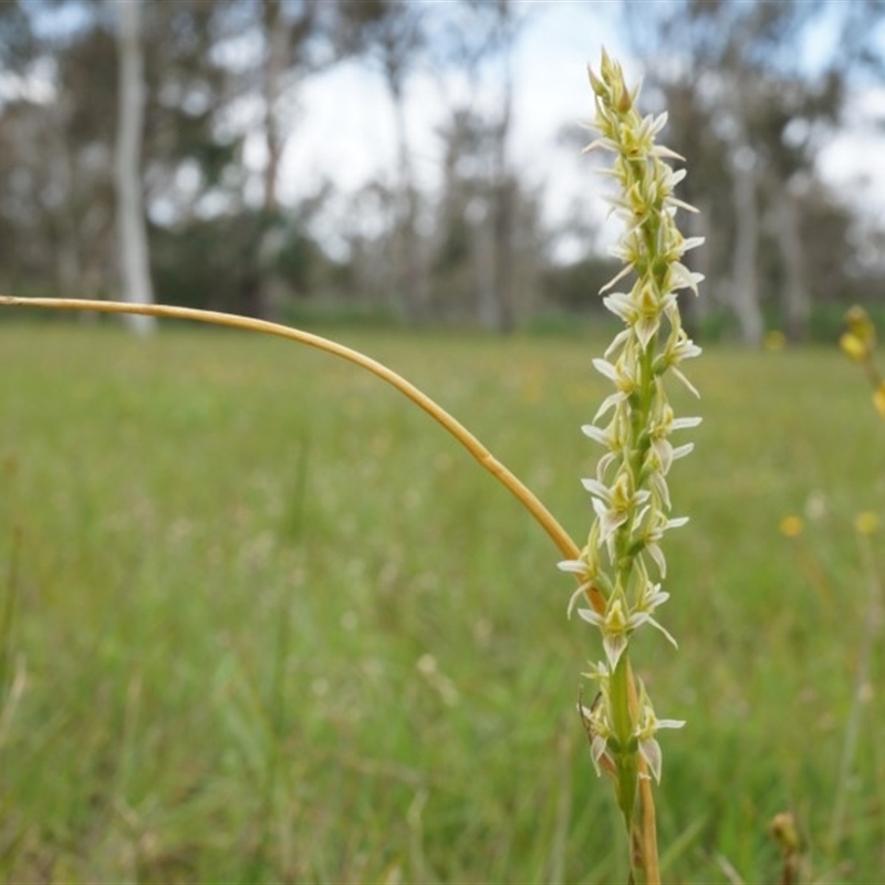 Paraprasophyllum petilum