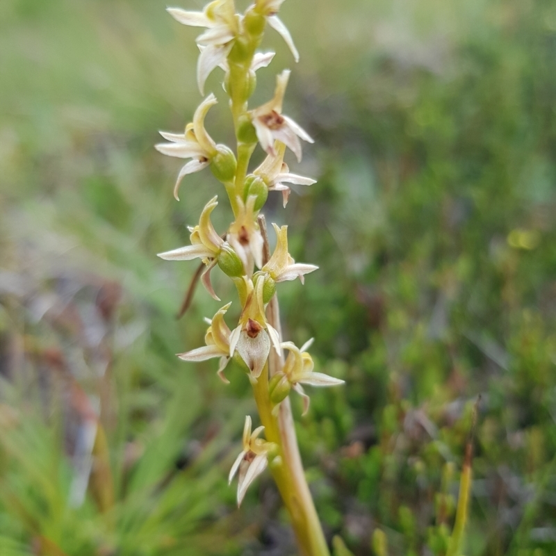 Prasophyllum sp.