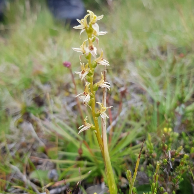 Prasophyllum sp.