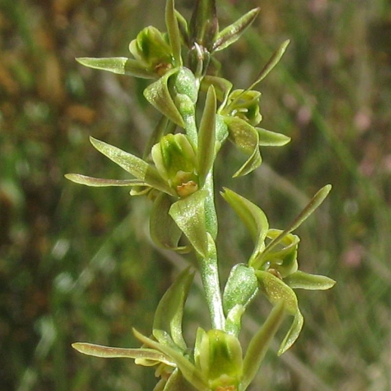 Paraprasophyllum sphacelatum