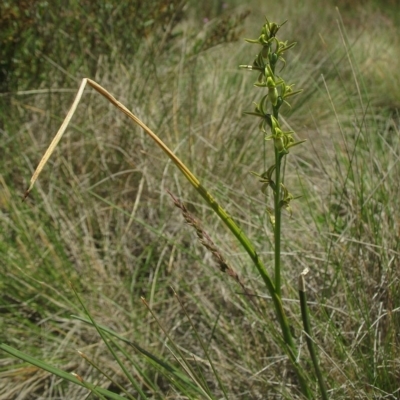Prasophyllum sphacelatum