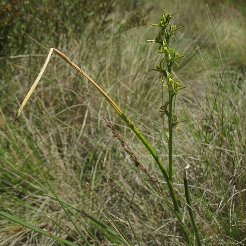 Paraprasophyllum sphacelatum