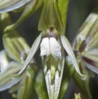 Prasophyllum striatum