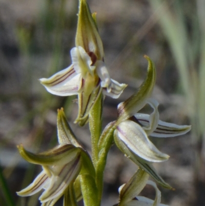 Prasophyllum striatum