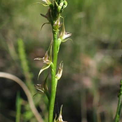 Prasophyllum sylvestre