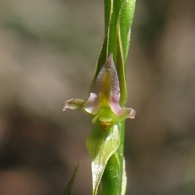 Prasophyllum sylvestre