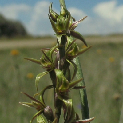 Prasophyllum tadgellianum