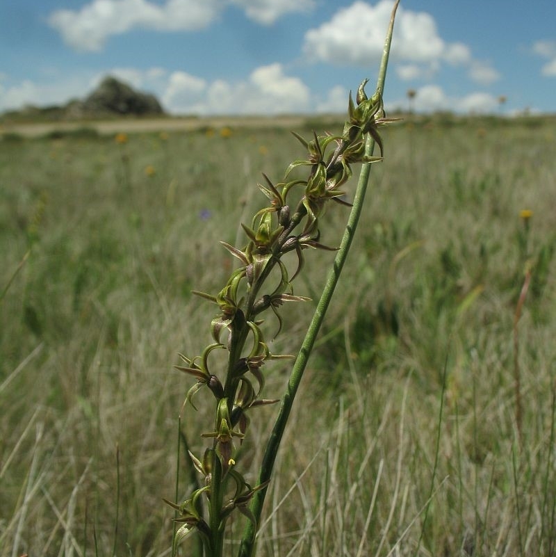 Paraprasophyllum tadgellianum