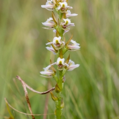 Prasophyllum viriosum