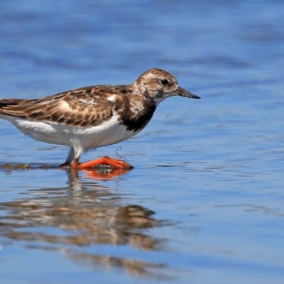 Arenaria interpres