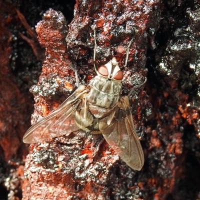 Prodiaphania sp. (genus)