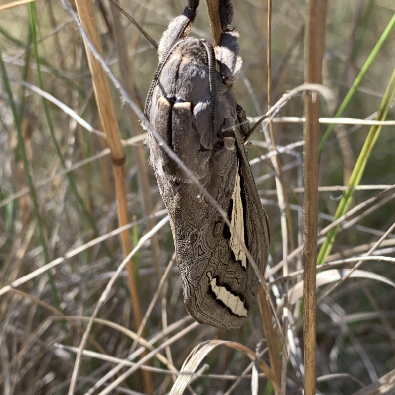 Abantiades magnificus