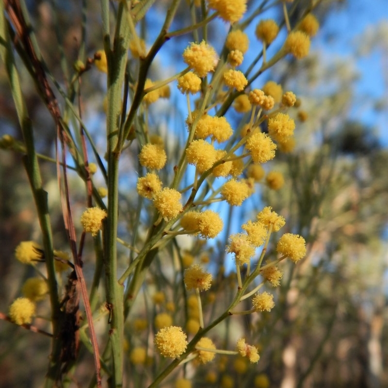 Acacia linearifolia