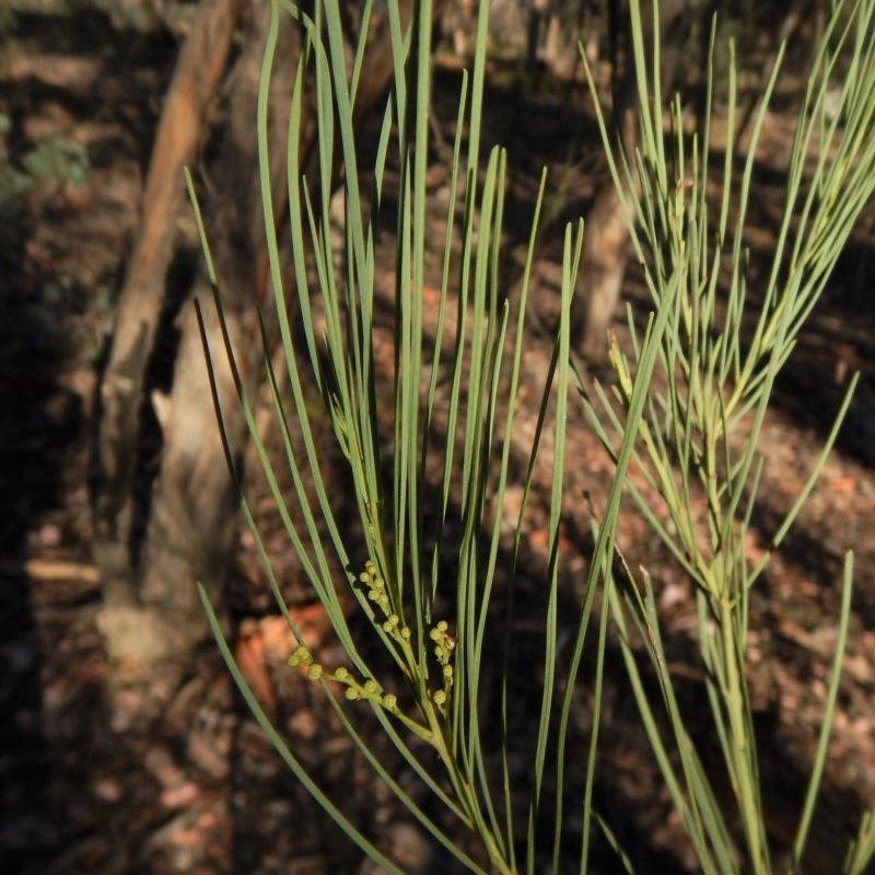 Acacia linearifolia