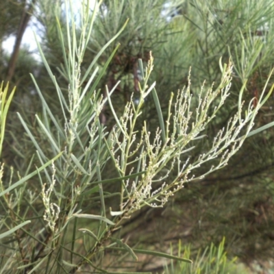 Acacia linearifolia