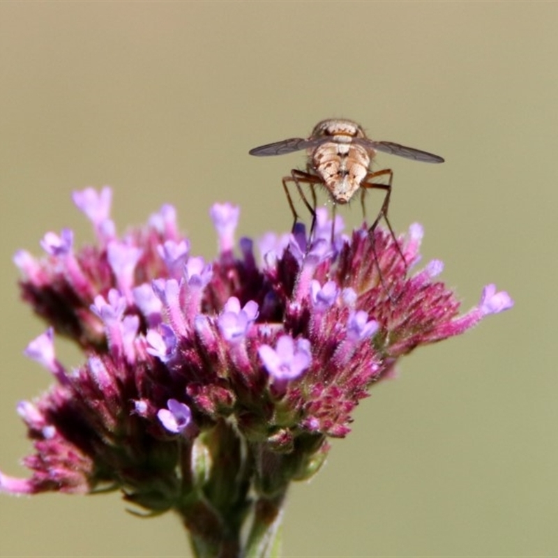 Prosena sp. (genus)