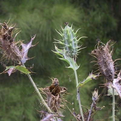 Argemone ochroleuca