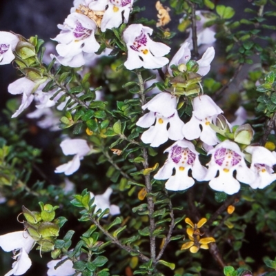 Prostanthera cuneata