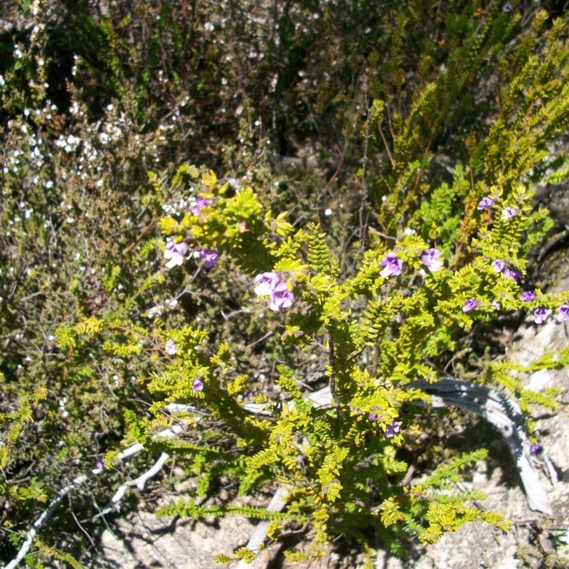 Prostanthera decussata