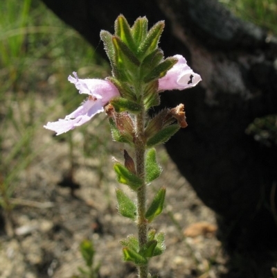 Prostanthera densa