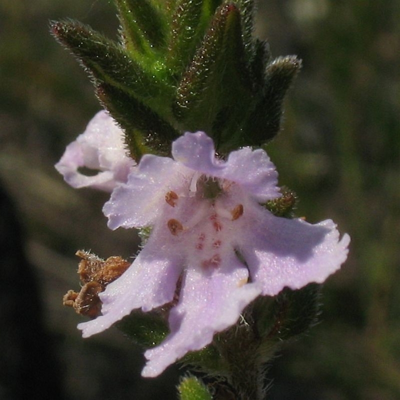 Prostanthera densa