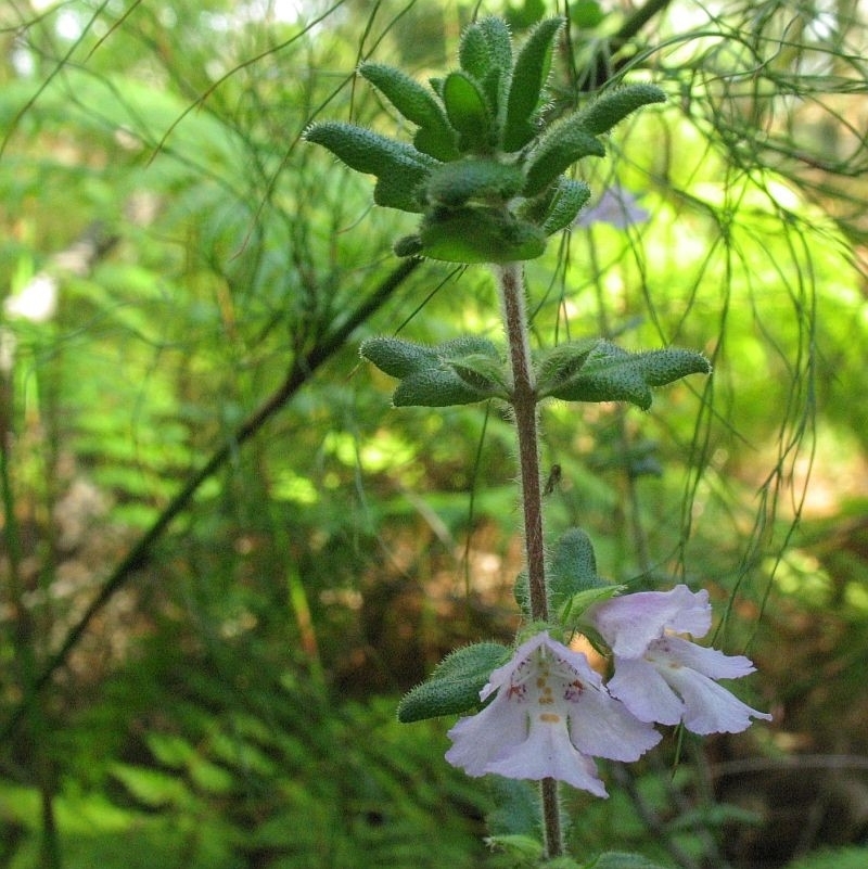 Jackie Miles, Beecroft, in forest on sand