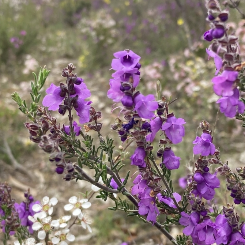 Prostanthera denticulata