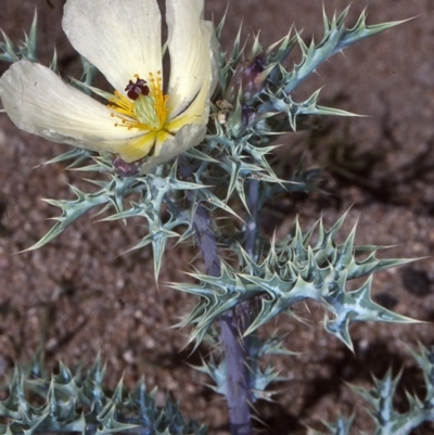 Argemone ochroleuca subsp. ochroleuca