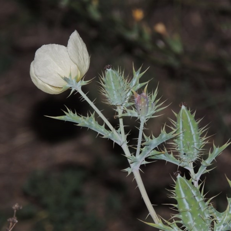 Argemone ochroleuca subsp. ochroleuca