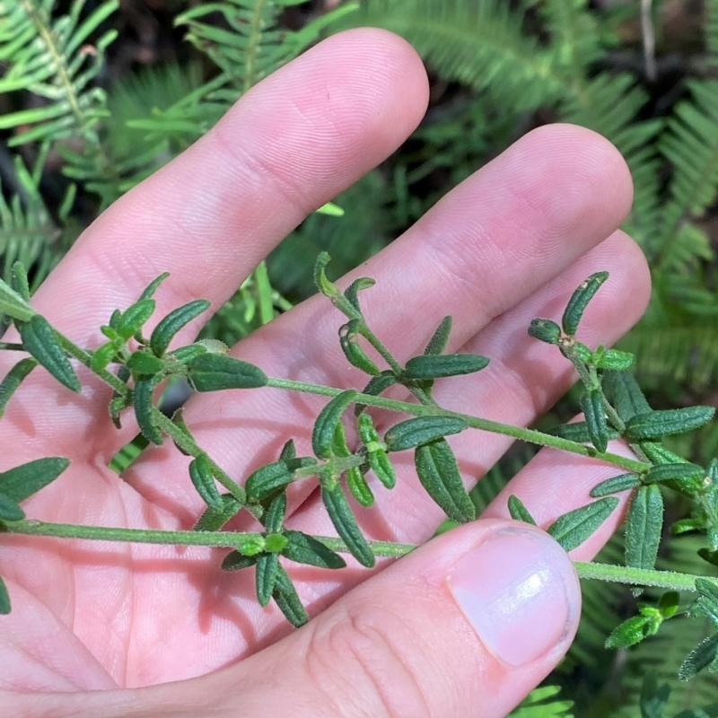 Prostanthera hirtula