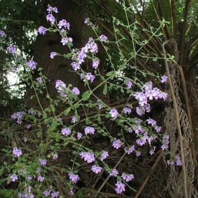 Prostanthera incisa