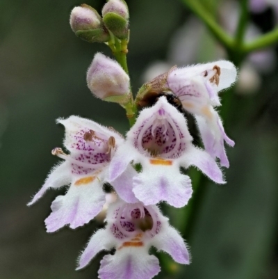 Prostanthera lasianthos