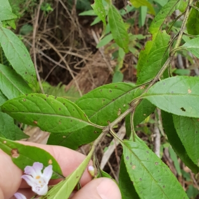 Prostanthera lasianthos