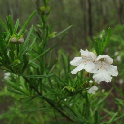 Prostanthera linearis