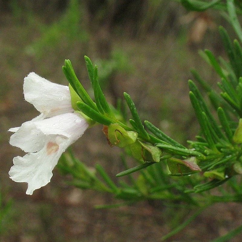 Prostanthera linearis