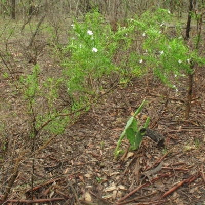 Prostanthera linearis