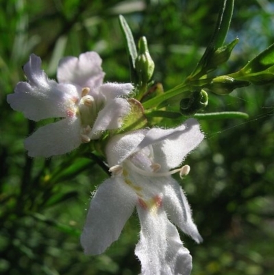 Prostanthera nivea