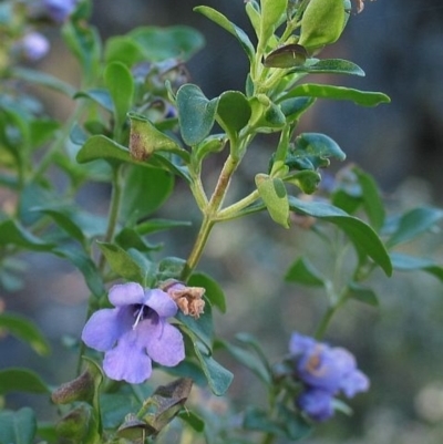 Prostanthera ovalifolia