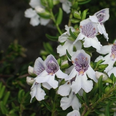 Prostanthera phylicifolia