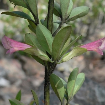 Prostanthera porcata