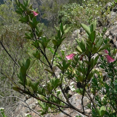 Prostanthera porcata